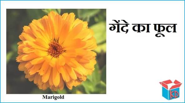 Marigold Flower Information In Hindi