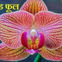 Orchid Flower In Hindi