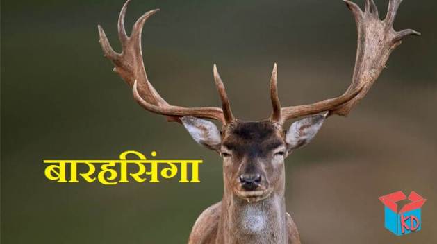 बारहसिंगा की रोचक जानकारी Swamp Deer In Hindi - Knowledge Dabba
