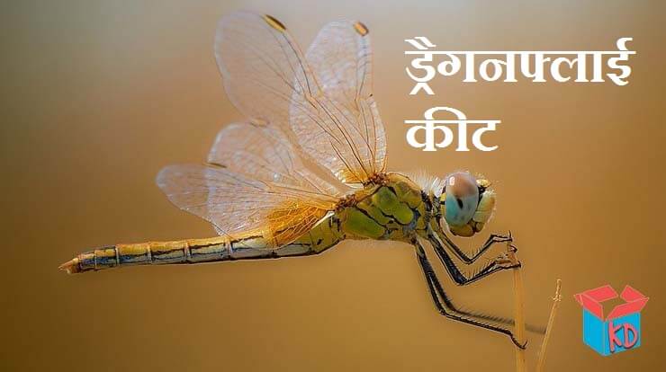 Dragonfly In Hindi