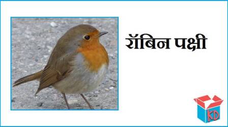 Robin Bird Information In Hindi