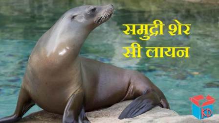 Sea Lion Information In Hindi