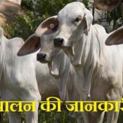 Animal Husbandry In Hindi