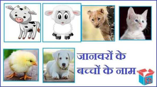 जानवरों के बच्चों के नाम Animals Baby Name In Hindi - Knowledge Dabba