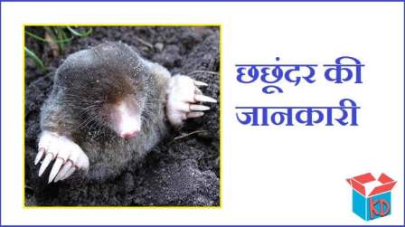 छछूंदर की रोचक जानकारी Mole Animal In Hindi - Knowledge Dabba