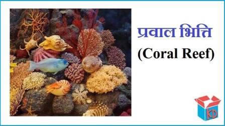 What Is Coral In Hindi