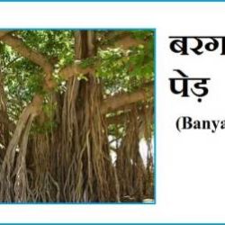 Information About Banyan Tree In Hindi