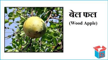 Wood Apple In Hindi