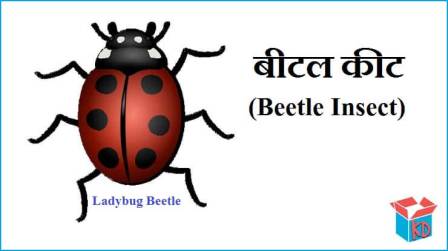 Beetle Insect In Hindi