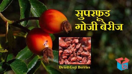 Goji Berries In Hindi