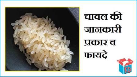 rice essay in hindi