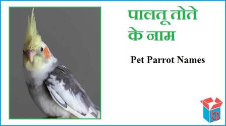 Pet Parrot Names In Hindi - English