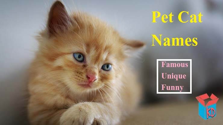 Cute Pet Cat Names In Hindi