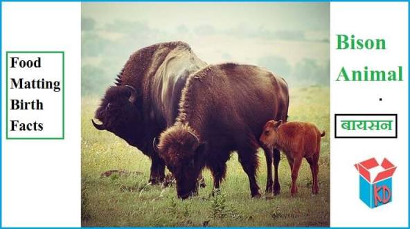 Information About Bison Animal In Hindi