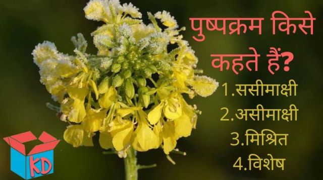 Racemose And Cymose Inflorescence In Hindi