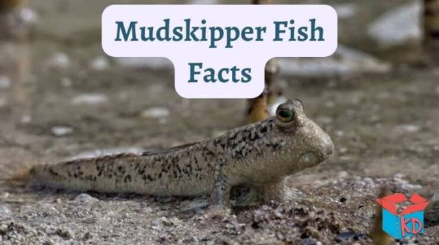 Mudskipper fish Facts & Information In Hindi