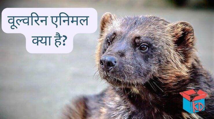 Wolverine Animal Information In Hindi