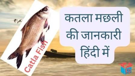 Catla Fish Information In Hindi